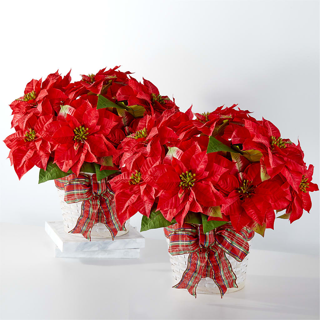 Happiest Holidays Poinsettia Bundle – R & J BLOOMS, Rowlett TX