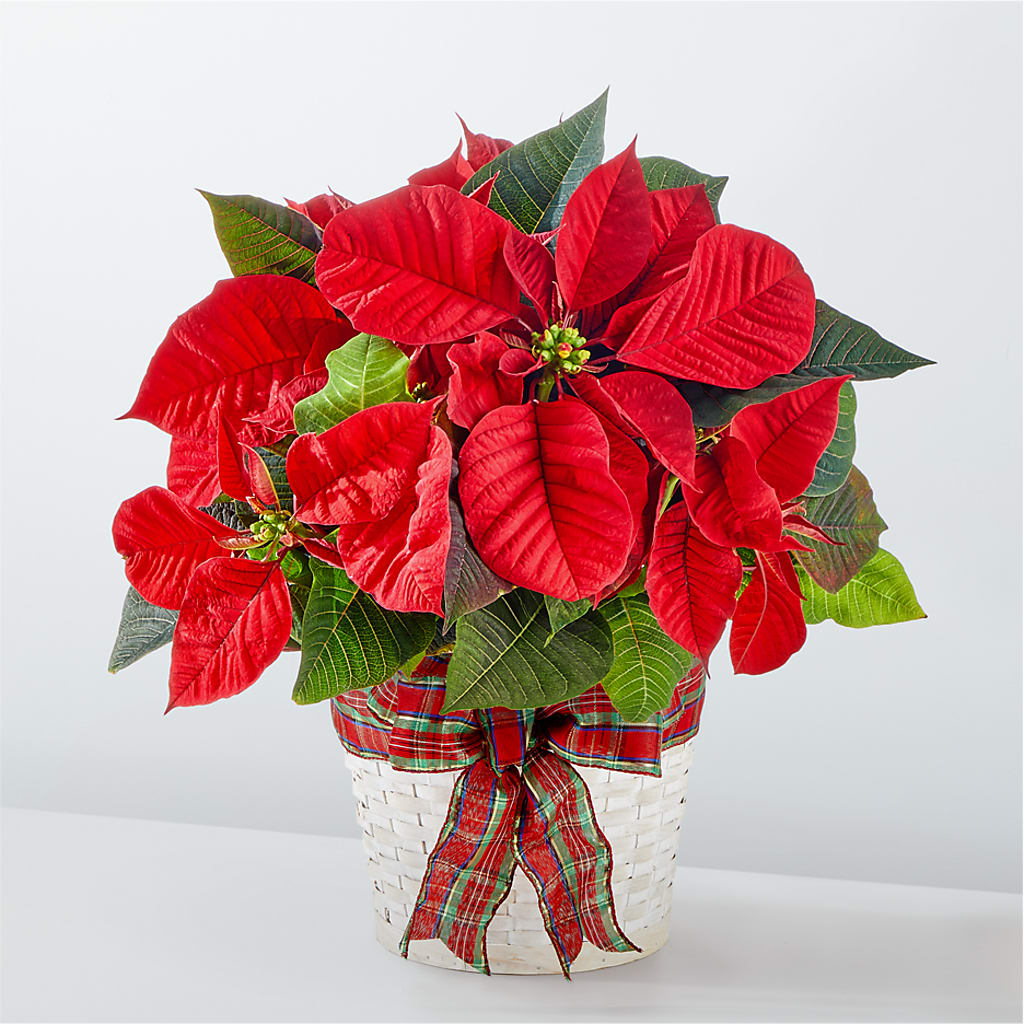 Happiest Holidays Poinsettia – R & J BLOOMS, Rowlett TX