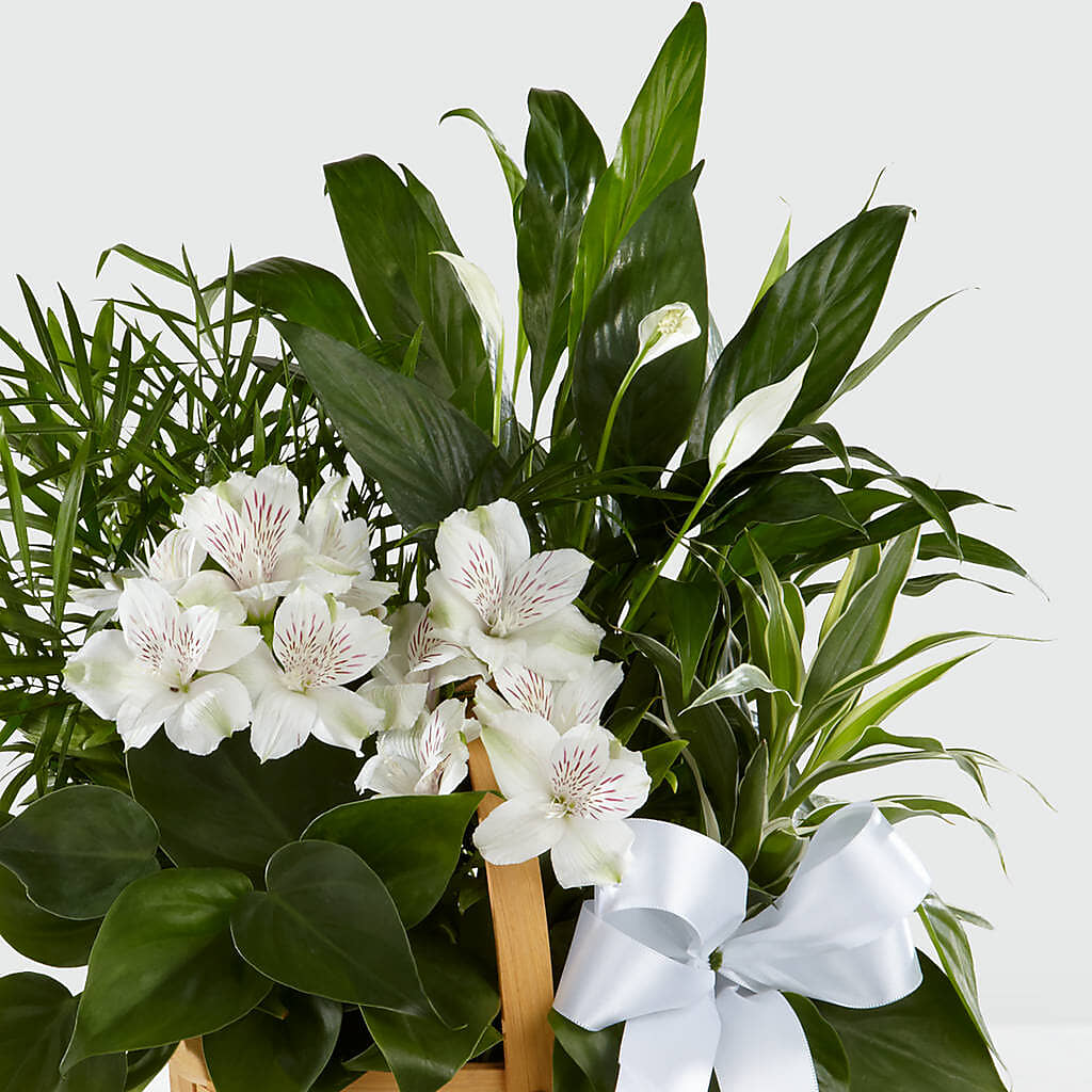 Peace & Serenity Dishgarden – R & J BLOOMS, Rowlett TX