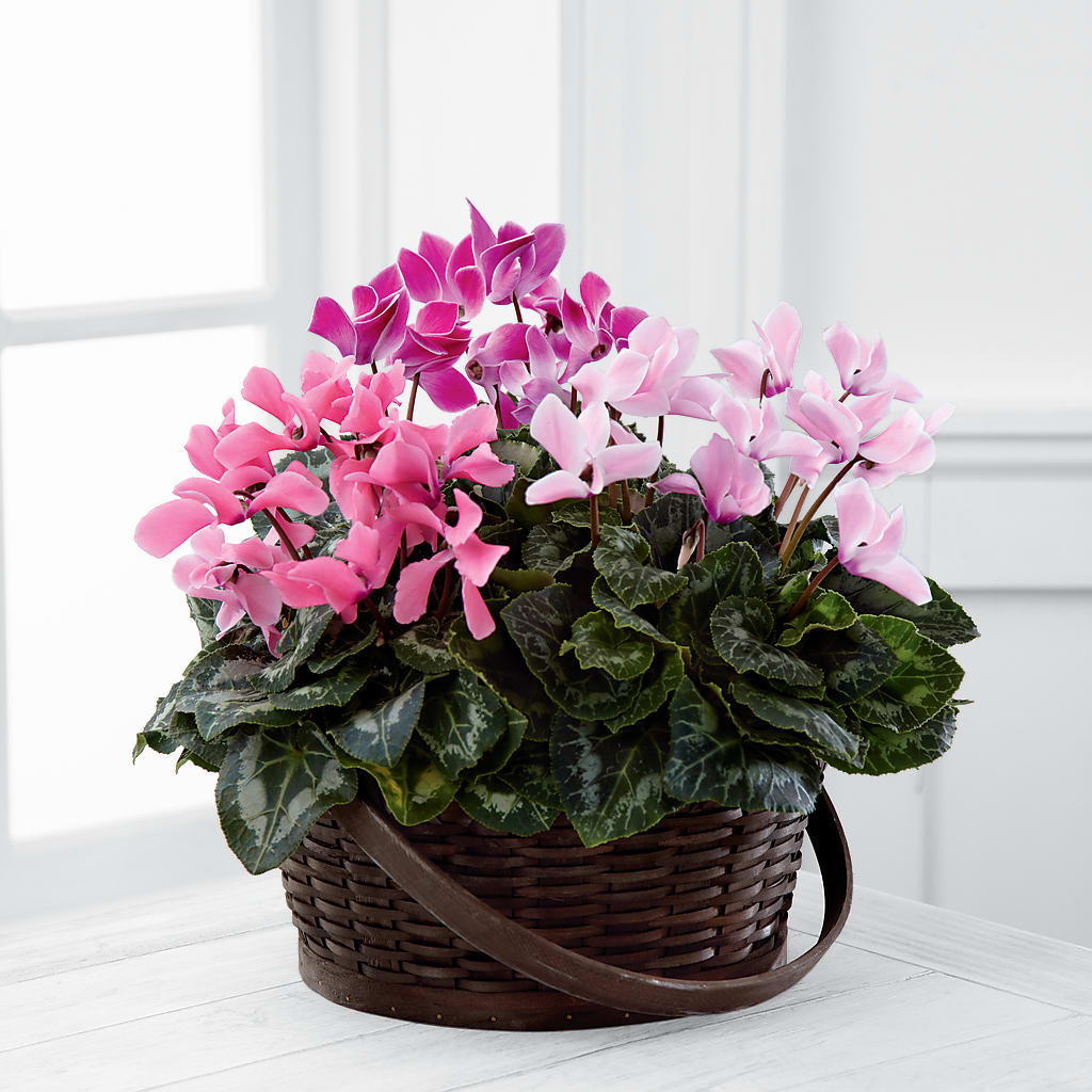 Mixed Cyclamen Planter – R & J BLOOMS, Rowlett TX