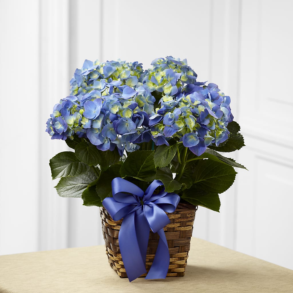 Blue Hydrangea Planter – R & J BLOOMS, Rowlett TX