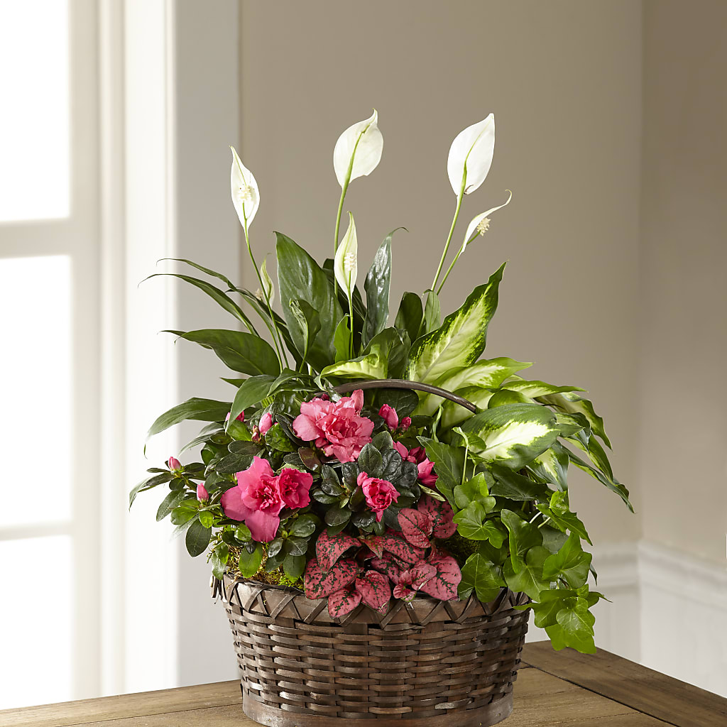 Dream in Pink Dishgarden – R & J BLOOMS, Rowlett TX