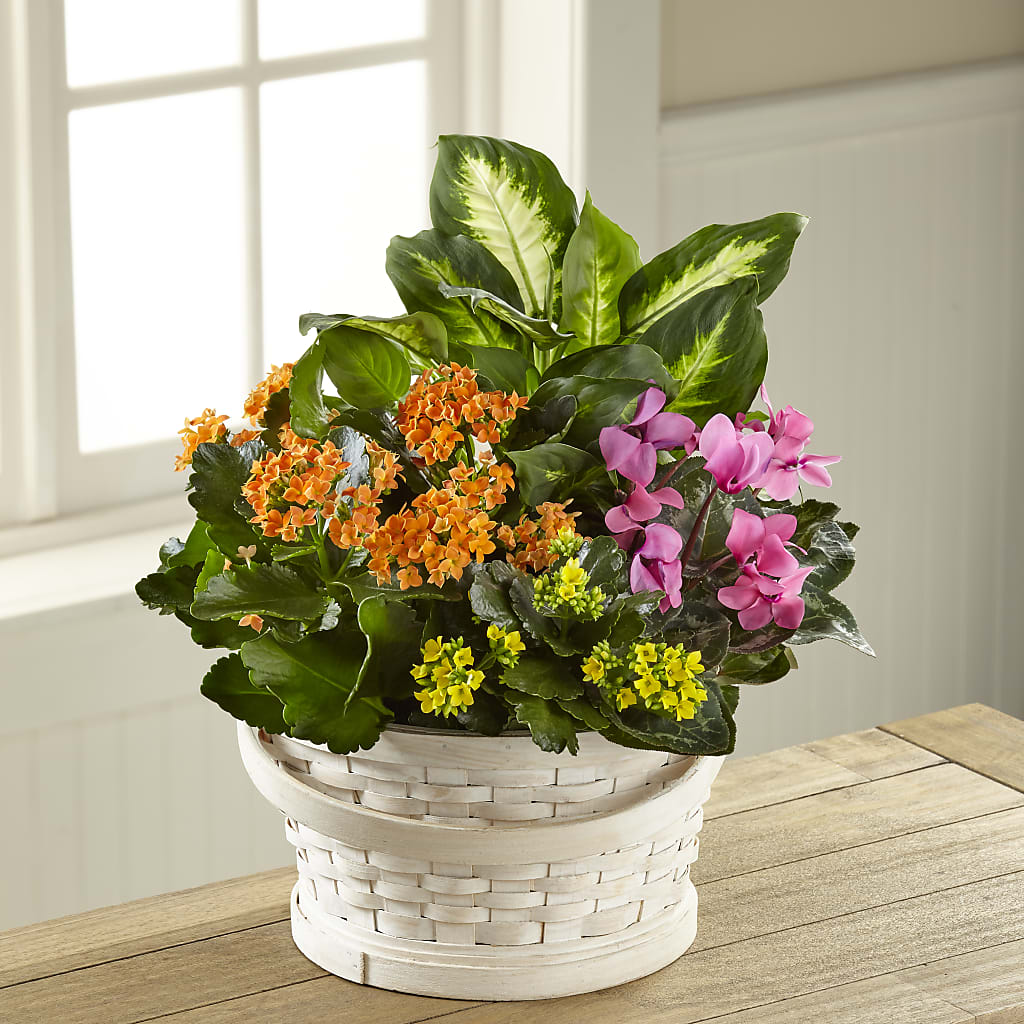 Color Crush Dishgarden – R & J BLOOMS, Rowlett TX