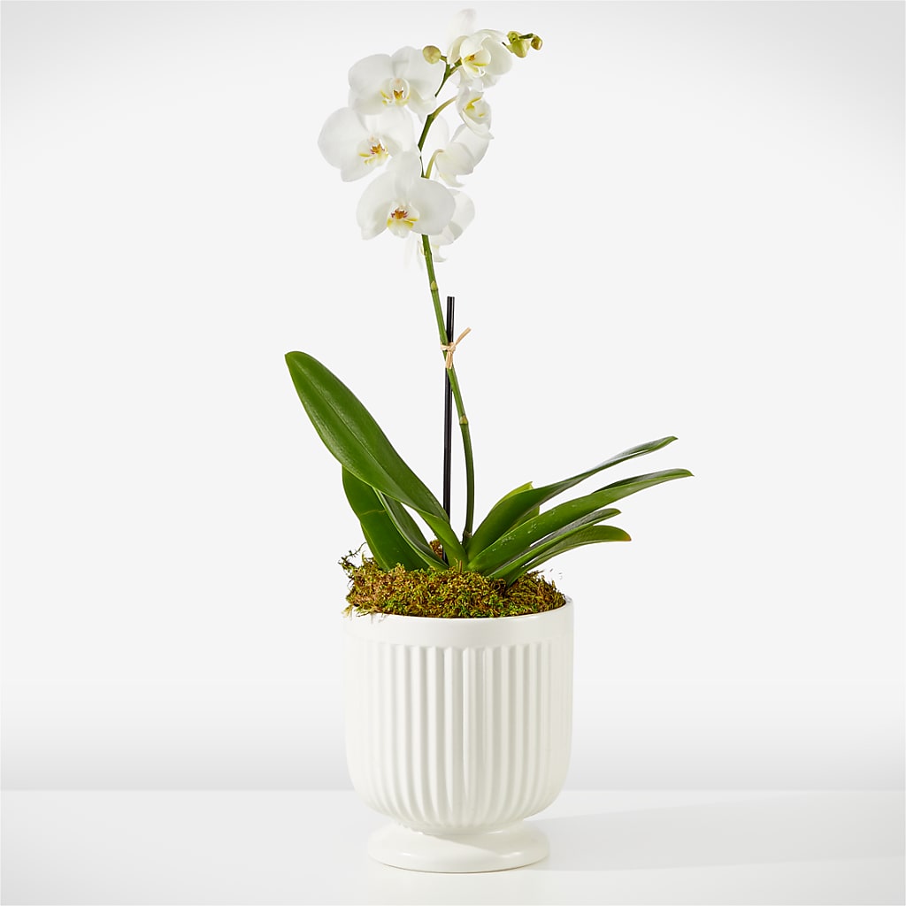 Whispering White Orchid – R & J BLOOMS, Rowlett TX