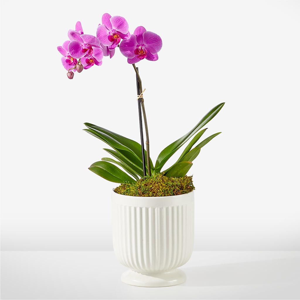 Friendly Fuchsia Orchid – R & J BLOOMS, Rowlett TX