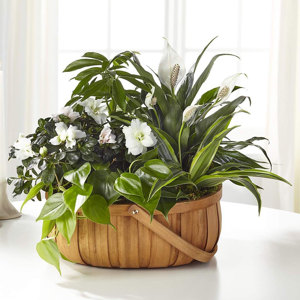 Serene Dishgarden – R & J BLOOMS, Rowlett TX