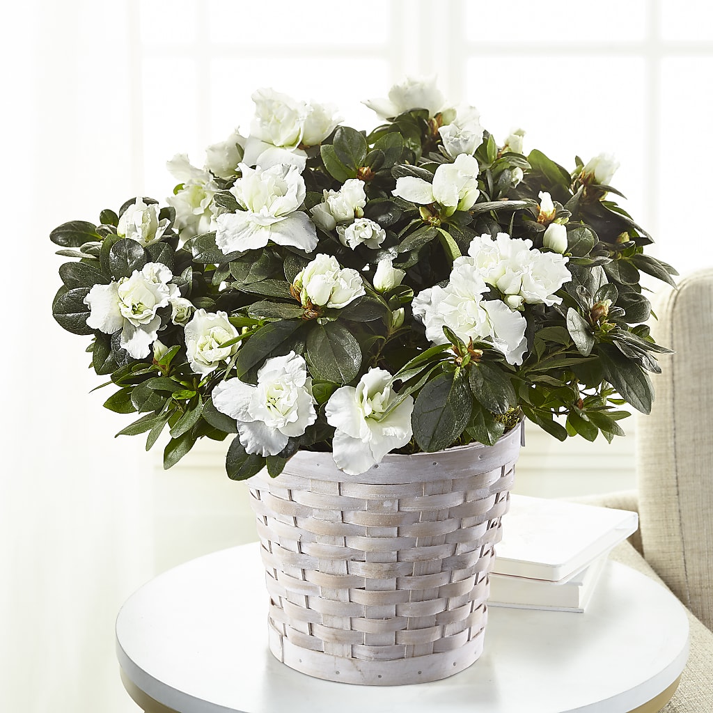 White Azalea Plant – R & J BLOOMS, Rowlett TX