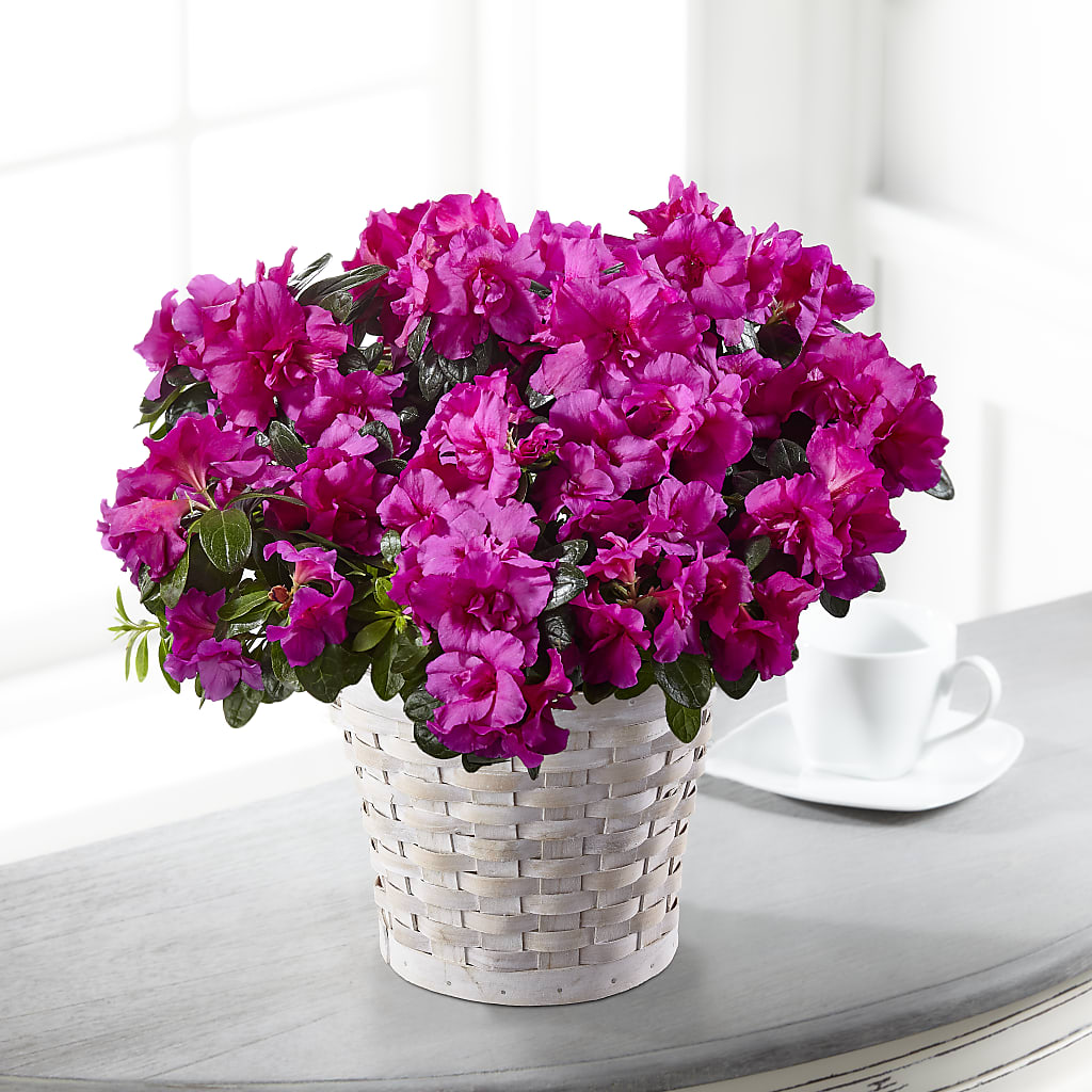 Hope & Serenity Azalea Plant – R & J BLOOMS, Rowlett TX
