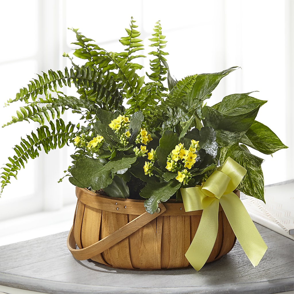 Always Dear Dishgarden – R & J BLOOMS, Rowlett TX