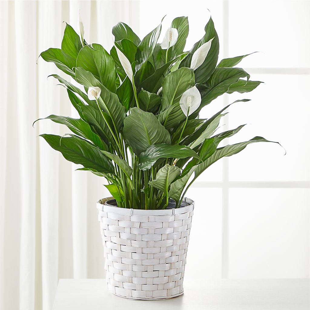 A New Leaf Peace Lily – R & J BLOOMS, Rowlett TX