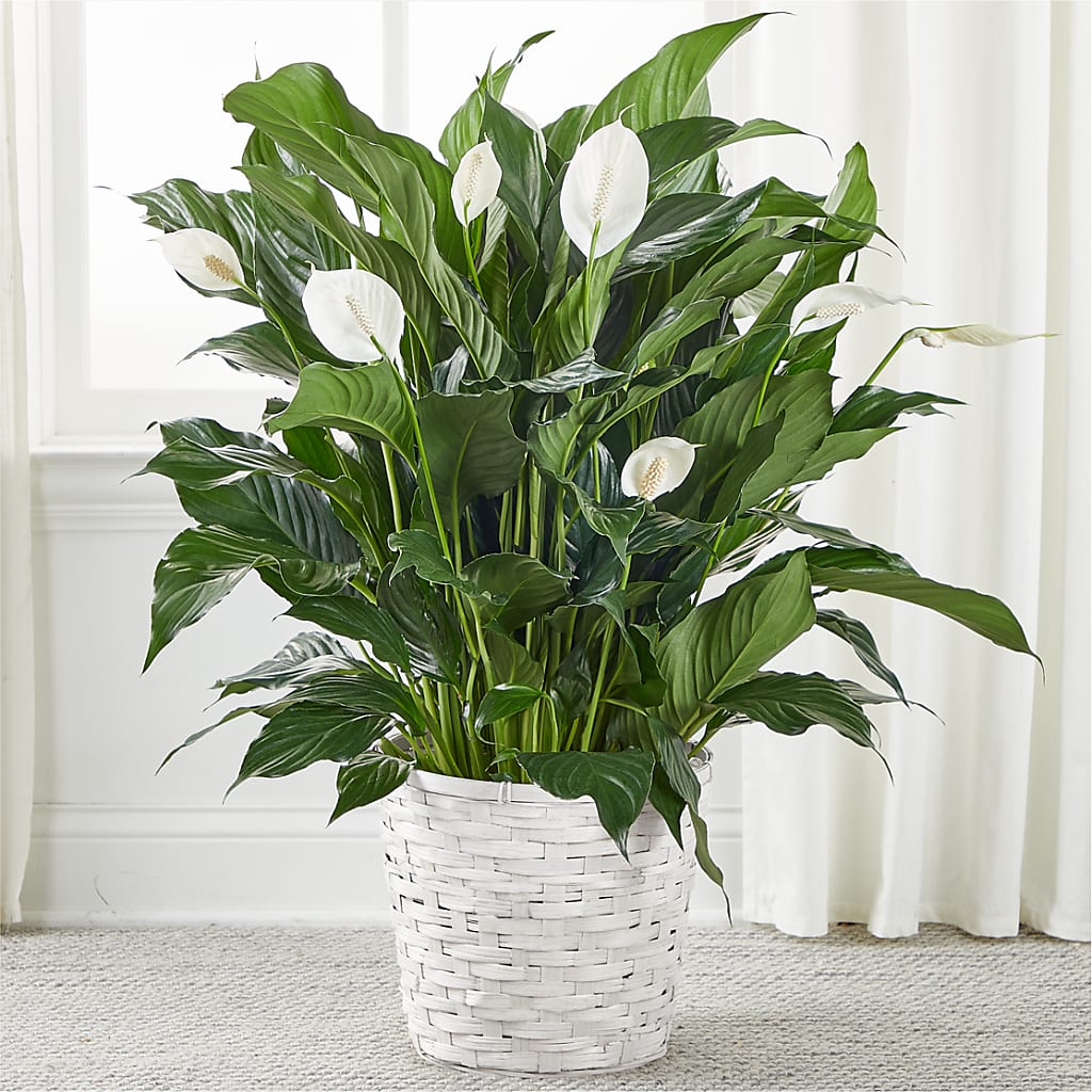 A New Leaf Peace Lily – R & J BLOOMS, Rowlett TX