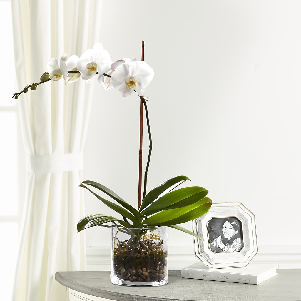 White Orchid Planter – R & J BLOOMS, Rowlett TX