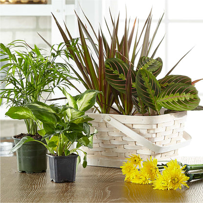 Florist Designed Blooming and Green Plants in a Basket – R & J BLOOMS, Rowlett TX