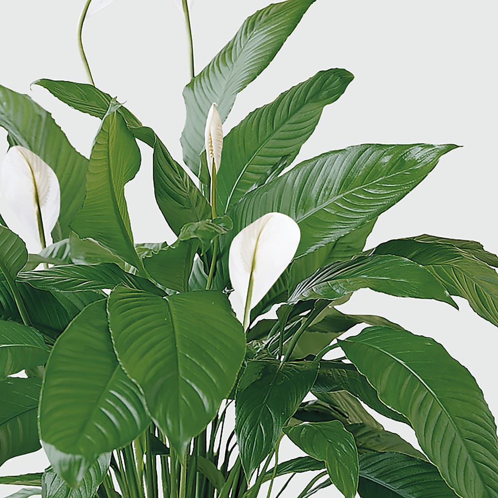 Tranquil Moments Peace Lily Plant – R & J BLOOMS, Rowlett TX
