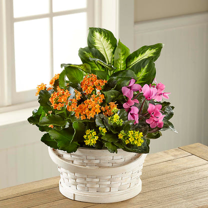 Color Crush Dishgarden – R & J BLOOMS, Rowlett TX