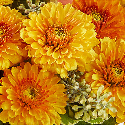 Peachy Pumpkin – R & J BLOOMS, Rowlett TX