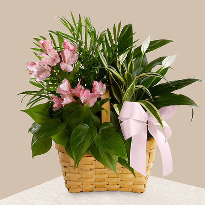 Living Spirit Dishgarden – R & J BLOOMS, Rowlett TX