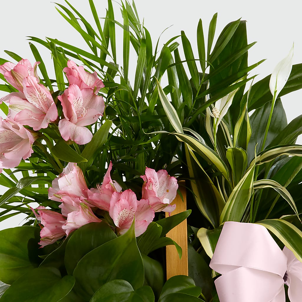 Living Spirit Dishgarden – R & J BLOOMS, Rowlett TX