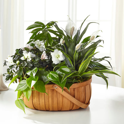 Serene Dishgarden – R & J BLOOMS, Rowlett TX