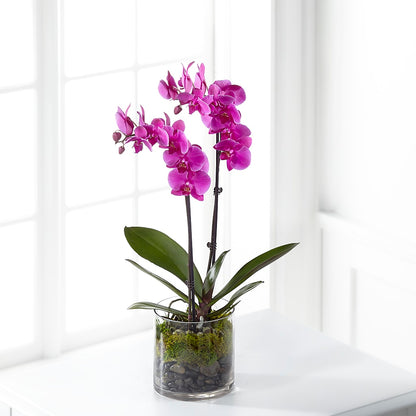 Pink Orchid Plant – R & J BLOOMS, Rowlett TX