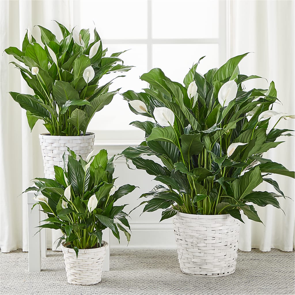 A New Leaf Peace Lily – R & J BLOOMS, Rowlett TX