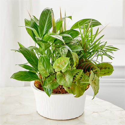 Balance & Harmony Dishgarden – R & J BLOOMS, Rowlett TX